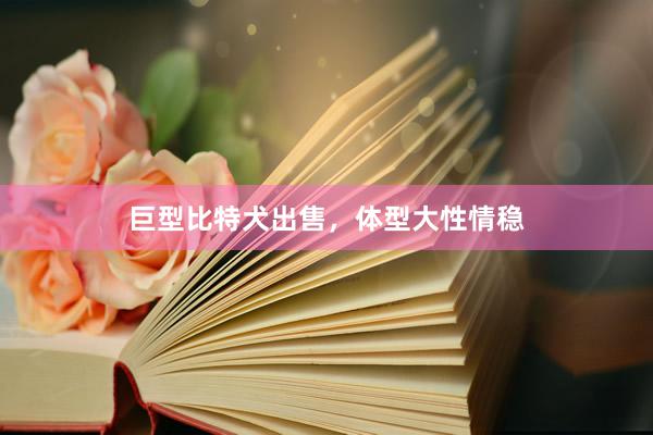 巨型比特犬出售，体型大性情稳